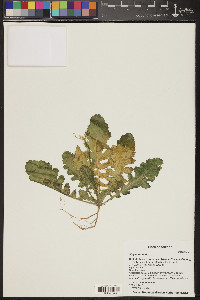 Sisymbrium irio image