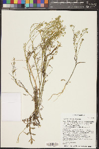 Lepidium densiflorum image