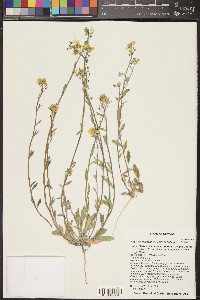 Physaria gordonii image