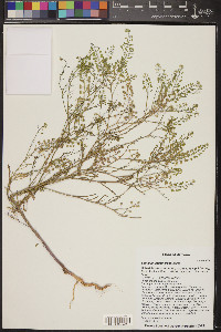 Lepidium densiflorum image