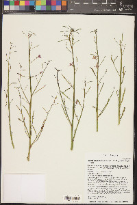 Eremothera chamaenerioides image