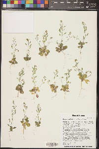 Draba cuneifolia image