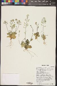 Draba cuneifolia image