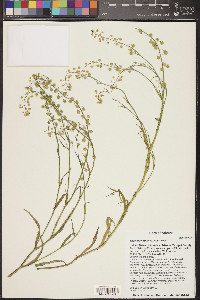 Thysanocarpus curvipes image