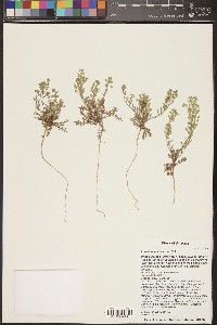 Lepidium lasiocarpum image