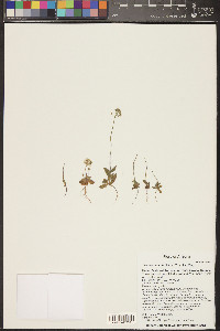 Draba cuneifolia image