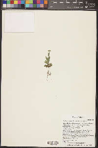 Draba cuneifolia image