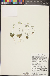 Draba cuneifolia image