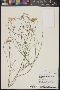 Bebbia juncea image