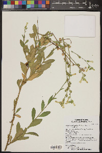 Nicotiana obtusifolia image