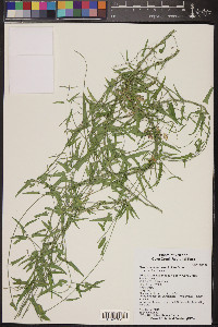 Funastrum cynanchoides image