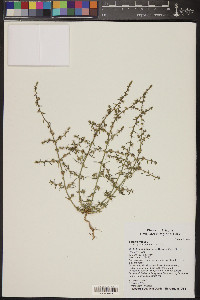 Salsola tragus image