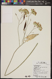 Asclepias subulata image