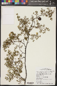 Larrea tridentata image