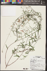 Cottsia gracilis image