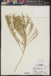 Atriplex polycarpa image