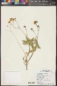 Encelia farinosa image