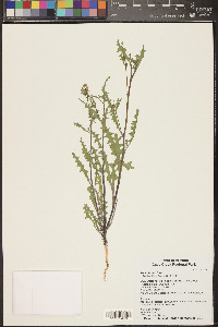 Sisymbrium irio image