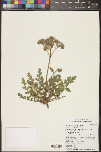 Phacelia crenulata var. ambigua image