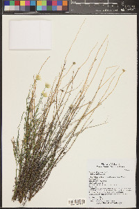 Senecio flaccidus image