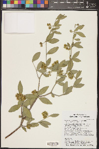 Simmondsia chinensis image