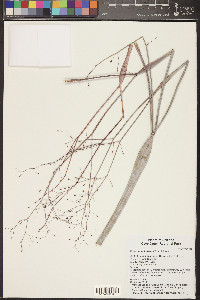 Eriogonum inflatum image