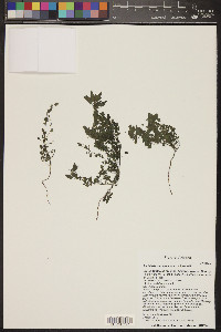 Parietaria pensylvanica image