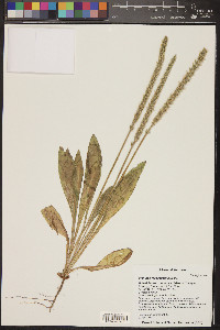 Plantago rhodosperma image