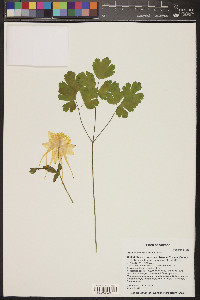 Aquilegia chrysantha image