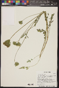 Daucus pusillus image