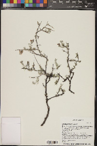 Krameria erecta image