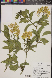 Sambucus cerulea image