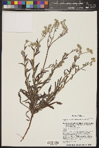 Cryptantha muricata image