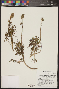 Lupinus arizonicus image