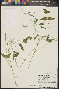 Phaseolus acutifolius image