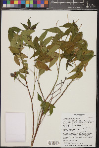 Gossypium thurberi image