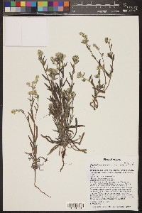 Cryptantha muricata image