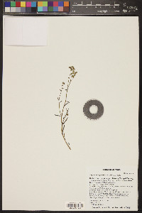 Cryptantha pterocarya image