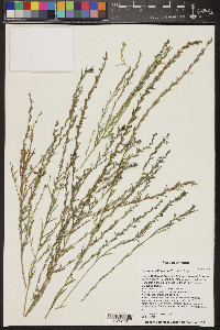 Lythrum californicum image