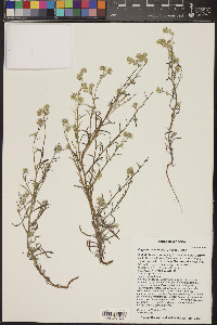 Cryptantha maritima image