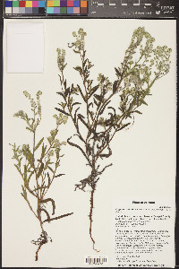 Cryptantha muricata image