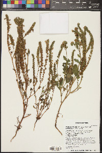 Phacelia crenulata var. corrugata image