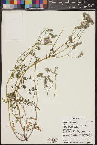 Phacelia distans image