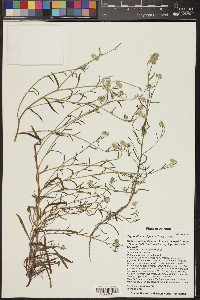 Cryptantha barbigera image