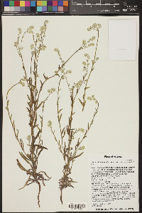 Cryptantha muricata image