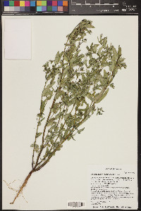 Chamaesyce hyssopifolia image