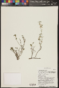 Ayenia insulicola image