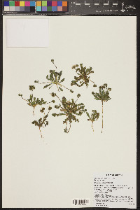 Phacelia arizonica image