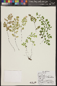 Adiantum capillus-veneris image