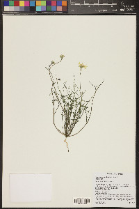 Uropappus lindleyi image